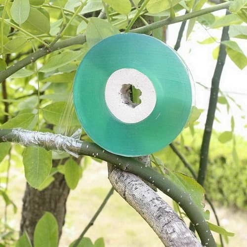 Cinta de injerto estirable autoadhesivo biodegradable 100 m 30 mm Verde