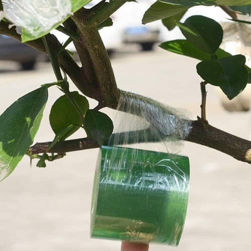 Cinta de injerto estirable autoadhesivo biodegradable 100 m 30 mm Verde