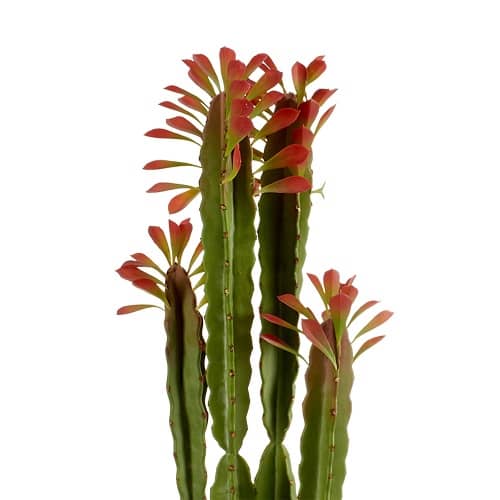 Planta de plastico cactus alto hojas rojas 98 cm Verde