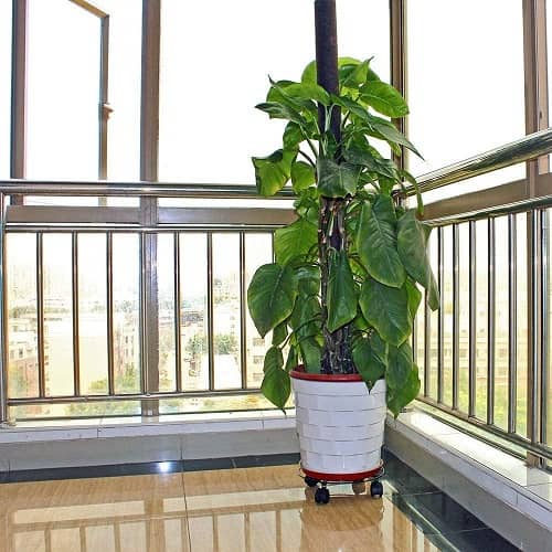 Soporte de maceta con ruedas 30 cm Negro