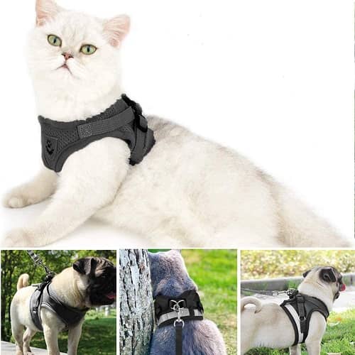 Cinturon de seguridad para gatos Talla S Negro