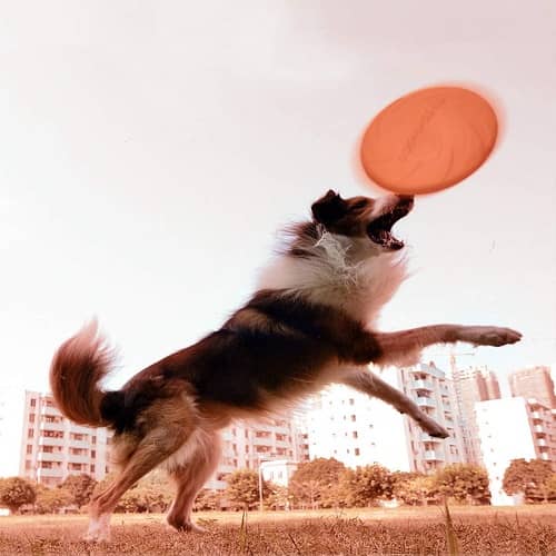 Frisbee para perro juguete disco volador para perro 15 cm Naranja