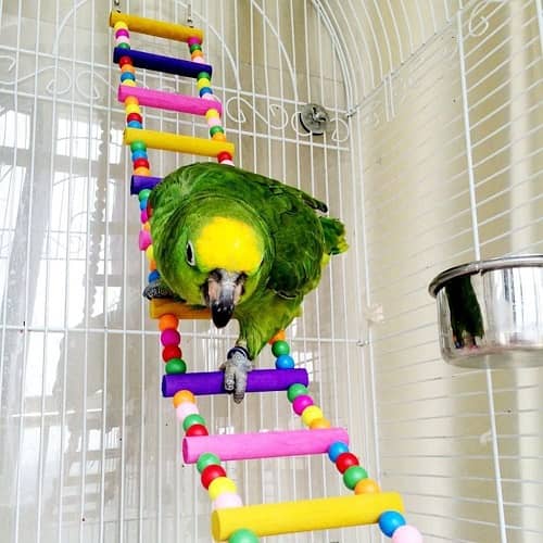 Escalera para pajaros de madera juguete pajaro  Multicolor