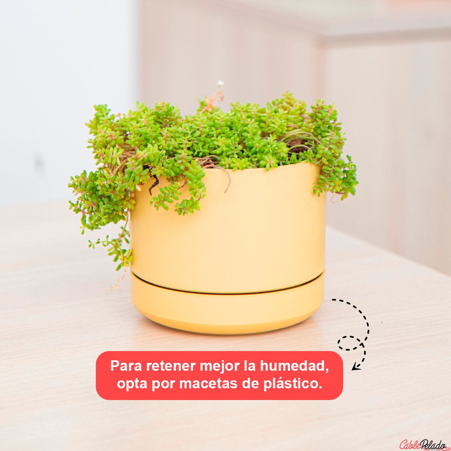 Mini Maceta Con Plato 12 Cm Pack 3 Unidades Colores Pasteles