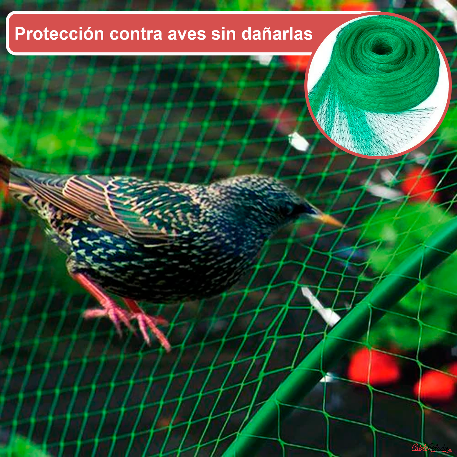 Red Anti Pájaros 4x6 Metros  Verde